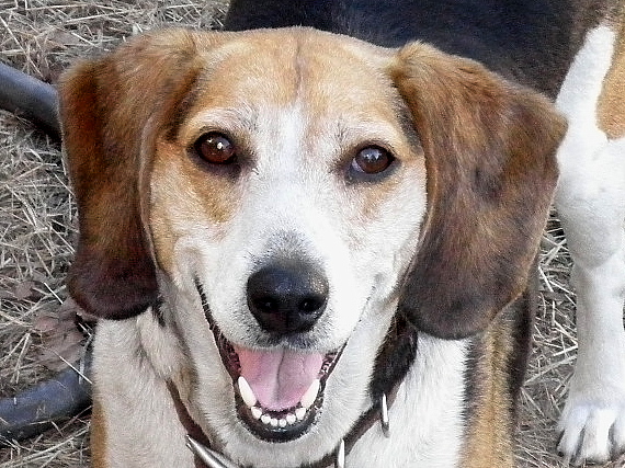 Sebastian - Beagle - Needs a Home